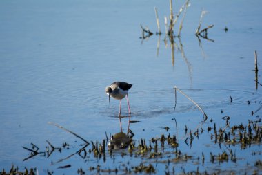 Kuşlar bir lagün besleme