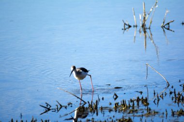 Kuşlar bir lagün besleme