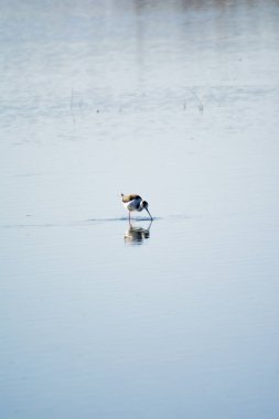 Kuşlar bir lagün besleme