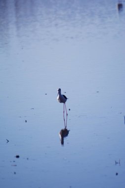 Kuşlar bir lagün besleme