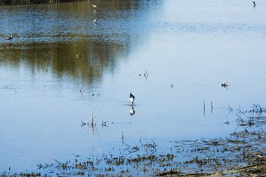 Kuşlar bir lagün besleme
