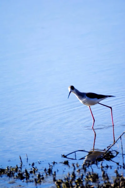 Birds Feeding Lagoon — Stock Photo, Image