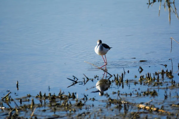 Birds Feeding Lagoon — Stock Photo, Image