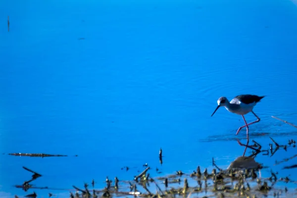 在泻湖中觅食的鸟类 — 图库照片