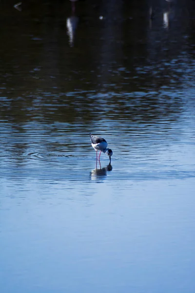 Vögel Fressen Einer Lagune — Stockfoto