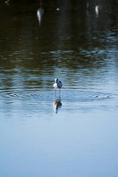 在泻湖中觅食的鸟类 — 图库照片