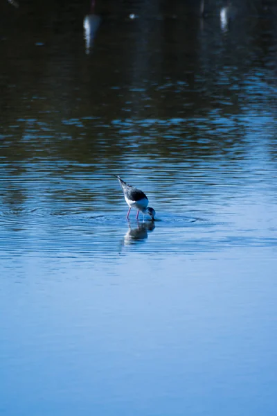 Birds Feeding Lagoon — Stock Photo, Image