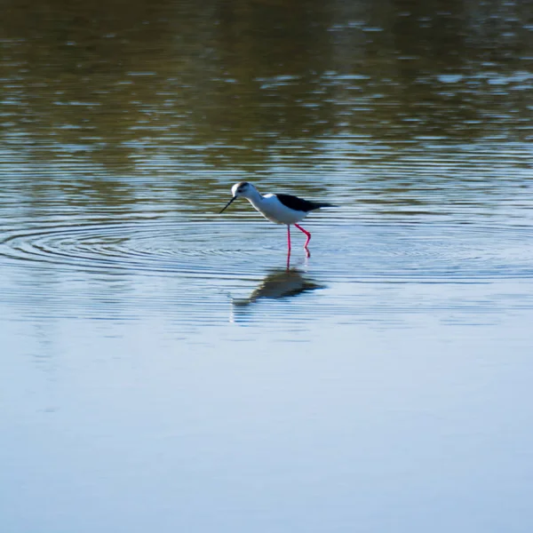 Birds Feeding Lagoon — Stock Photo, Image