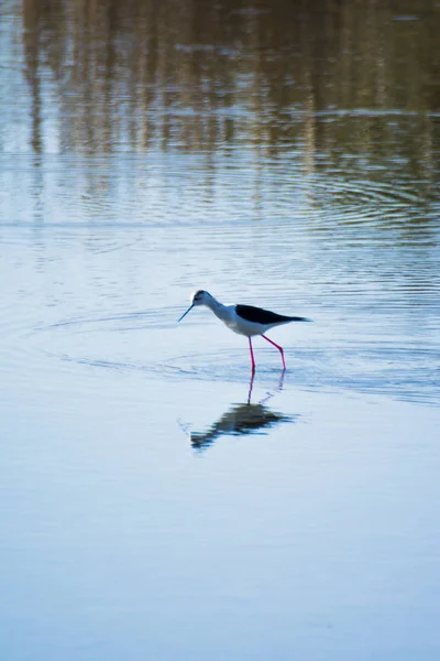 Birds Feeding Lagoon — Stock Photo, Image