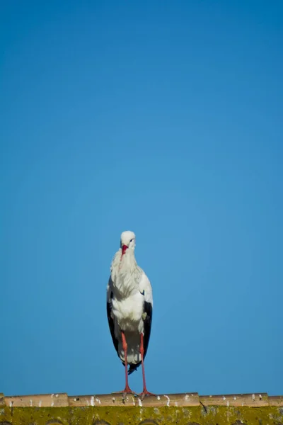 Einsamer Storch Auf Einem Dach Mit Blauem Himmel — Stockfoto