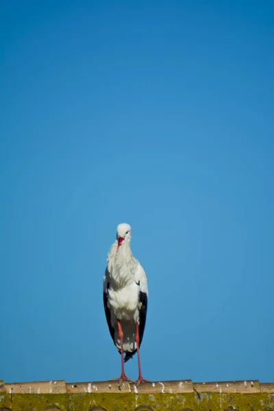 Cicogna Solitaria Tetto Con Cielo Blu — Foto Stock