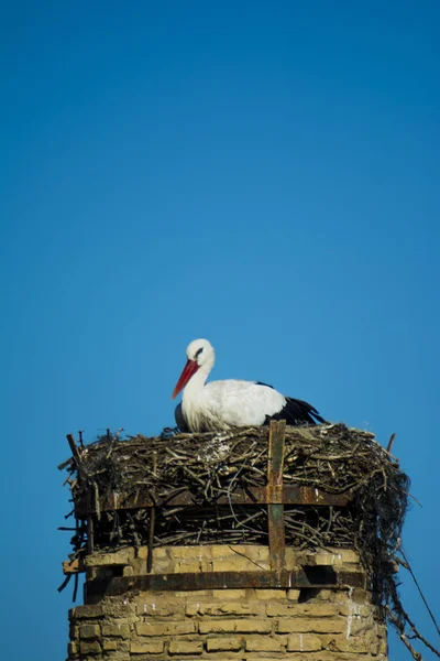 Einsamer Storch Seinem Nest Auf Einem Dach Mit Blauem Himmel — Stockfoto