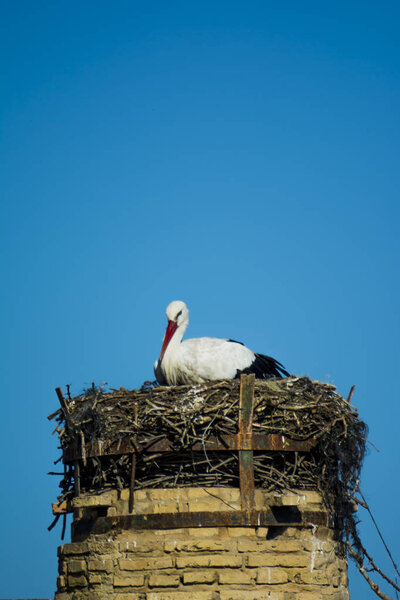 Lonely stork in its nest on a roof with a blue sky