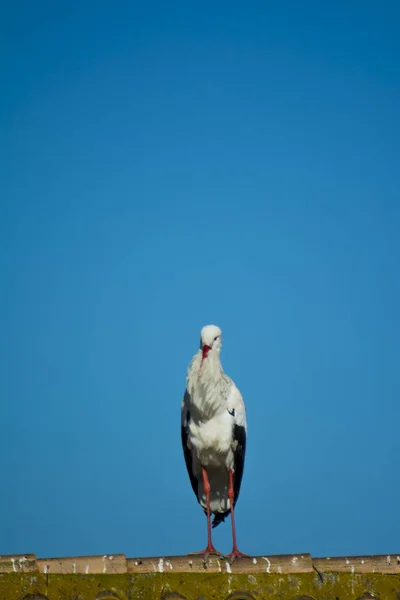 Cicogna Solitaria Tetto Con Cielo Blu — Foto Stock