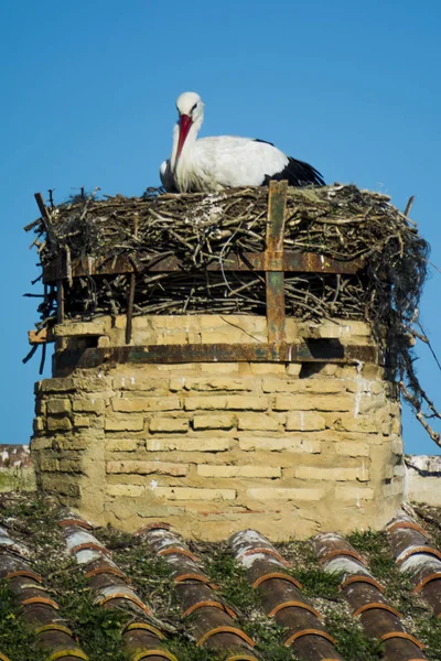 Einsamer Storch Seinem Nest Auf Einem Dach Mit Blauem Himmel — Stockfoto