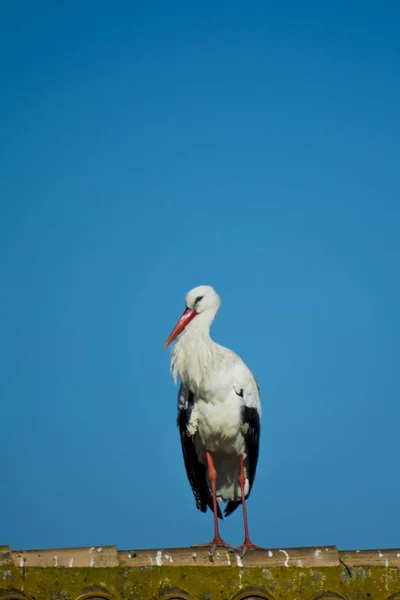 Cicogna Solitaria Tetto Con Cielo Blu — Foto Stock