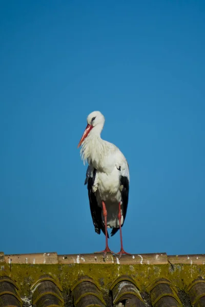 青空と屋根の上の孤独なコウノトリ — ストック写真