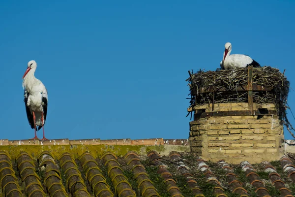 Storchenfamilie Auf Einem Dach Mit Blauem Himmel — Stockfoto