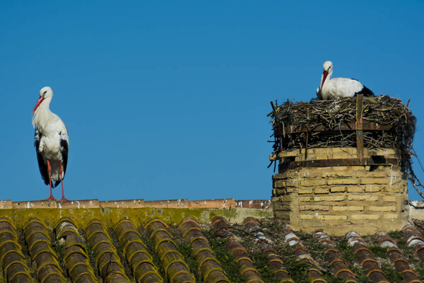 Family of storks on a roof with a blue sky