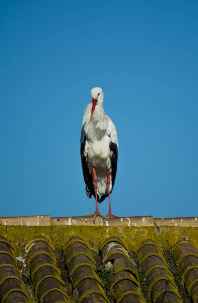 Cicogna Solitaria Tetto Con Cielo Blu — Foto Stock