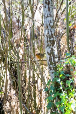 Parlak bir çıvgın Phylloscopus collybita bir dal üzerinde tünemiş