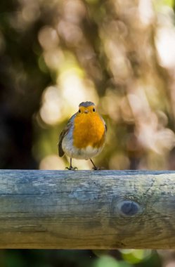 Parlak bir çıvgın Phylloscopus collybita bir dal üzerinde tünemiş