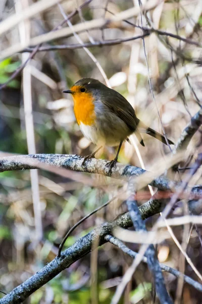 Chiffchaff Phylloscopus Collybita 지점에 — 스톡 사진