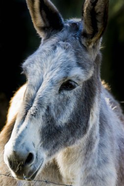 Güneşli bir alan içinde eşek