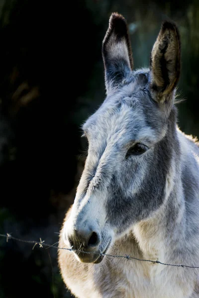 Güneşli bir alan içinde eşek