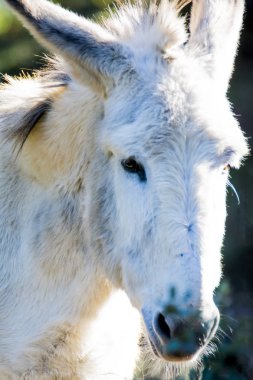 Güneşli bir alan içinde eşek