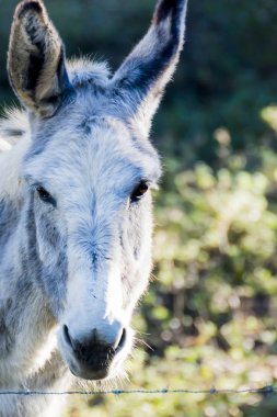 Güneşli bir alan içinde eşek