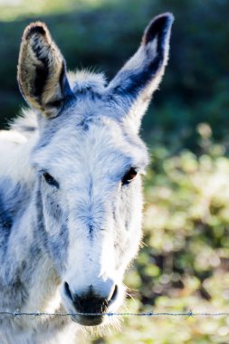 Güneşli bir alan içinde eşek