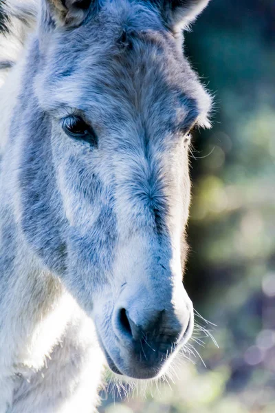 Burro Campo Dia Ensolarado — Fotografia de Stock