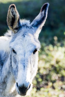 Güneşli bir alan içinde eşek
