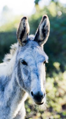 Güneşli bir alan içinde eşek