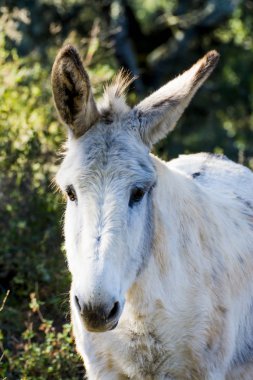Güneşli bir alan içinde eşek
