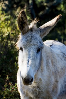 Güneşli bir alan içinde eşek