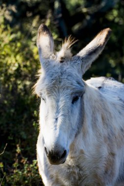 Güneşli bir alan içinde eşek