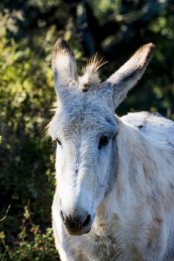 Güneşli bir alan içinde eşek
