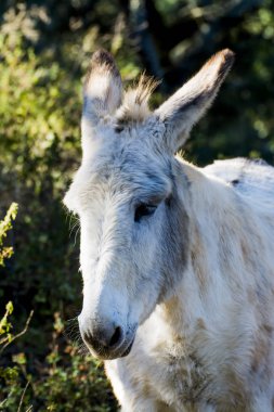 Güneşli bir alan içinde eşek