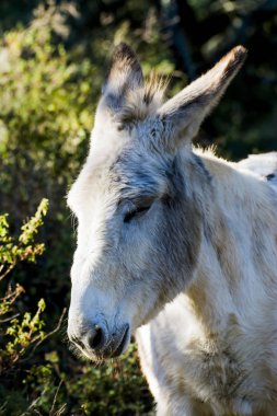 Güneşli bir alan içinde eşek