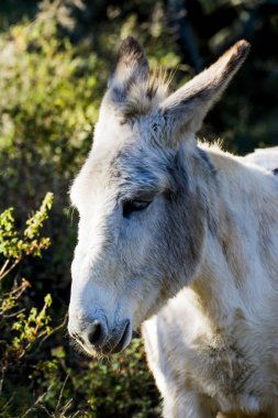 Güneşli bir alan içinde eşek