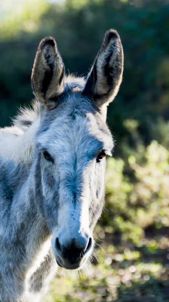 Güneşli bir alan içinde eşek