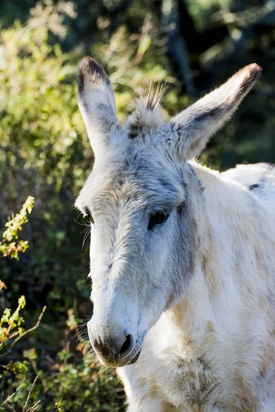 Güneşli bir alan içinde eşek