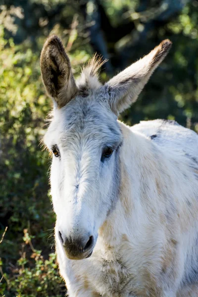 Güneşli bir alan içinde eşek