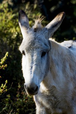 Güneşli bir alan içinde eşek