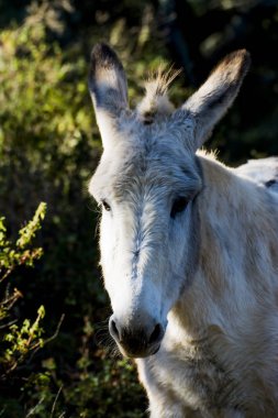 Güneşli bir alan içinde eşek