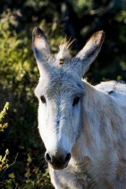 Güneşli bir alan içinde eşek