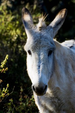 Güneşli bir alan içinde eşek