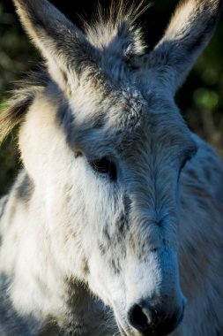 Güneşli bir alan içinde eşek